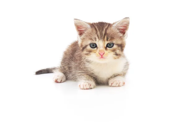 Gattino su sfondo bianco — Foto Stock