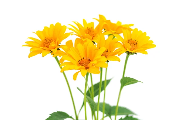 Kytice Žlutých Květin Izolovaných Bílém — Stock fotografie