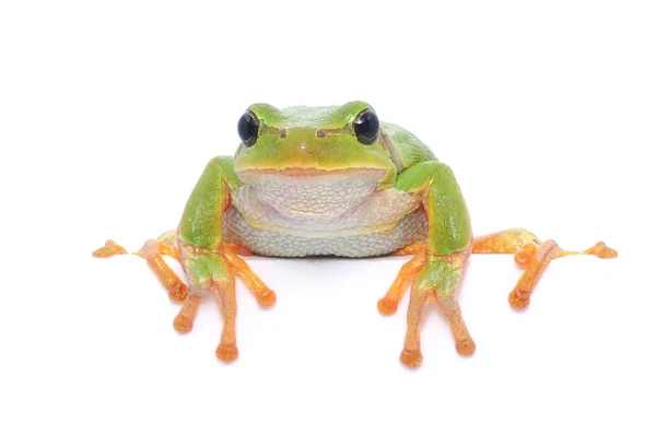 개구리 메시지 — 스톡 사진