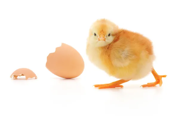 鸡和蛋的壳 — 图库照片