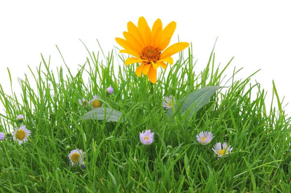 Květiny na trávě — Stock fotografie