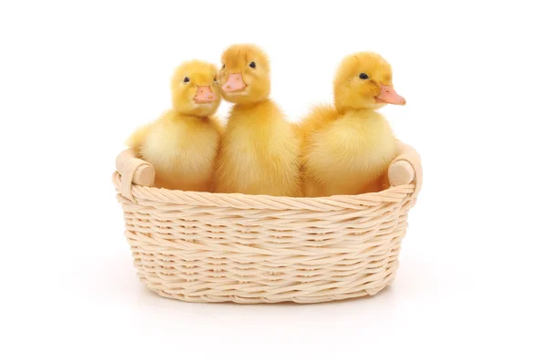 Patos en una canasta . — Foto de Stock