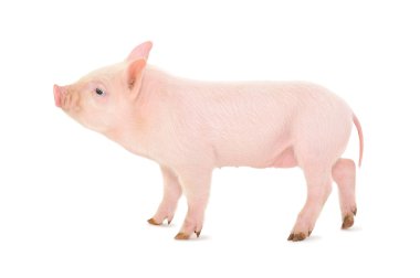 Pig who is represented on a white background clipart