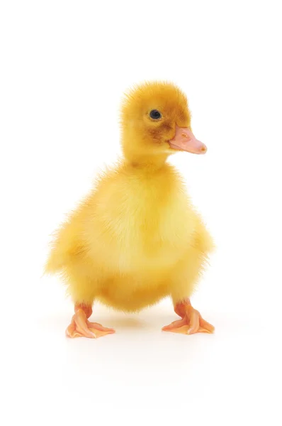 Duckling Who Represented White Background — Stock Photo, Image