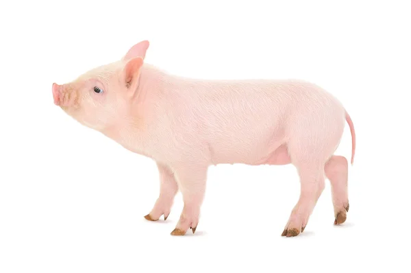 Porco Representado Sobre Fundo Branco — Fotografia de Stock