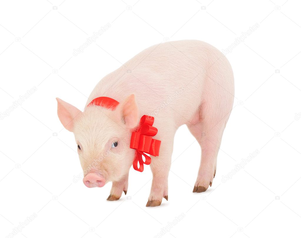 Piglet with a red ribbon over white.