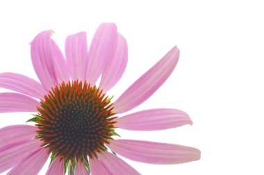 Purple coneflower-echinacea clipart