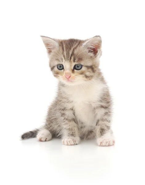 Beyaz Arka Planda Gri Kedi Yavrusu — Stok fotoğraf