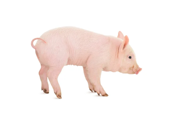 Schwein Das Auf Weißem Hintergrund Dargestellt Ist — Stockfoto