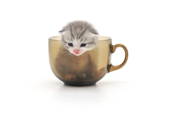 小猫在杯中 — 图库照片