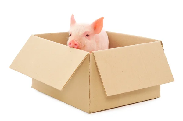 Свинья в коробке — стоковое фото