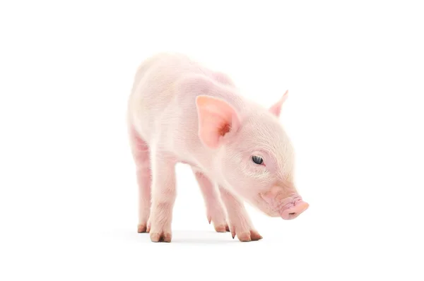 Pig On White — Stock Photo, Image