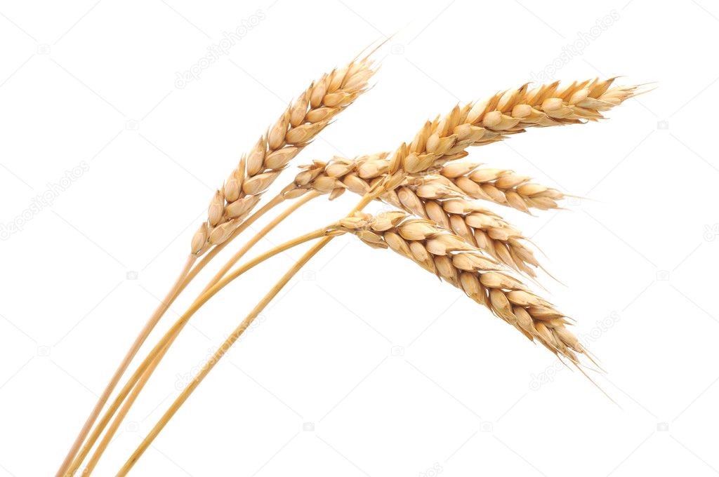 Isolated bunch of golden wheat ear after the harvest.