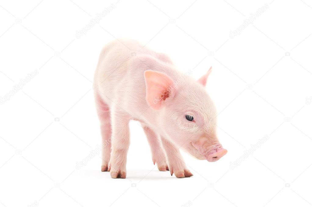Pig On White