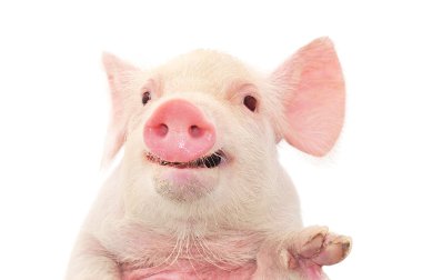 Portrait of a pig clipart