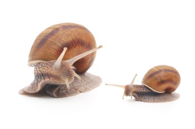 Two snails clipart