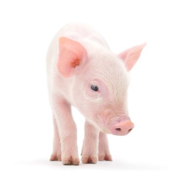 Pig on white clipart