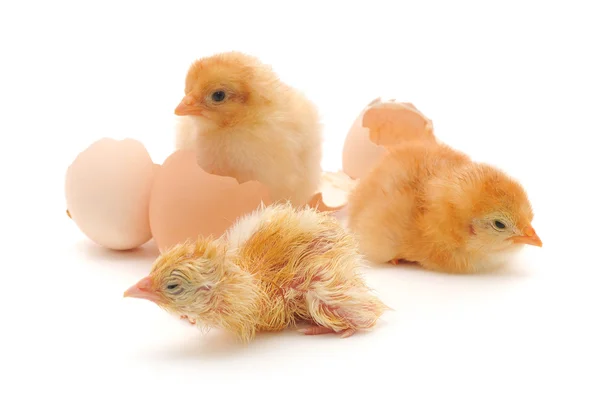 Kippen en een ei shell — Stockfoto