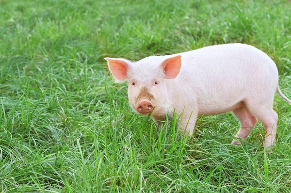 Mała świnia — Zdjęcie stockowe