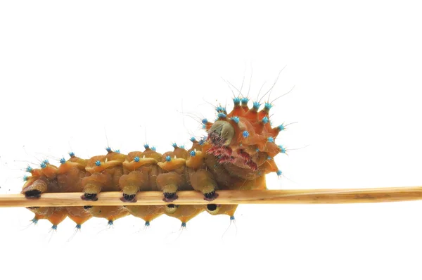 Elszigetelt caterpillar — Stock Fotó