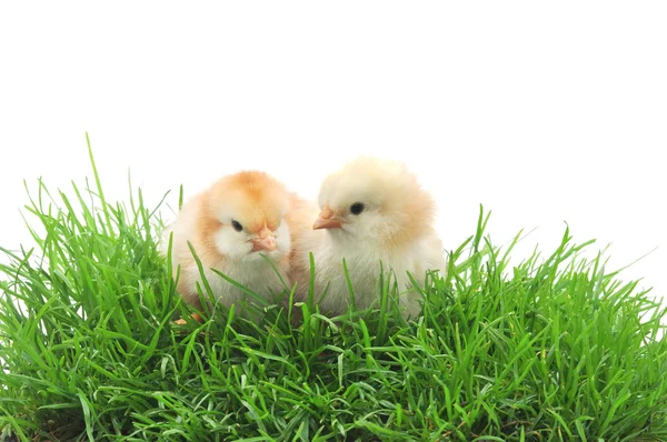 Kippen in gras — Stockfoto