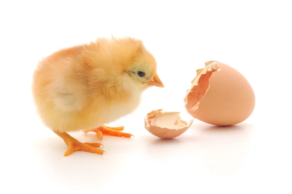 Kyckling och ett äggskal — Stockfoto