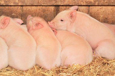 Sleeping pigs clipart