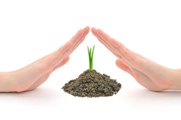 Hands sheltering a young plant — Stock Photo, Image