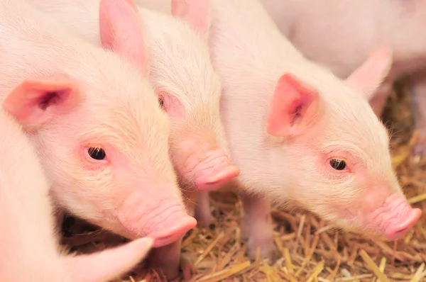 Свиньи на ферме — стоковое фото