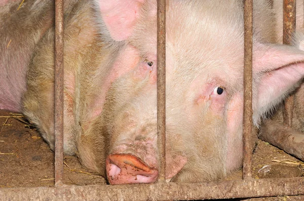 stock image Pig in a cage