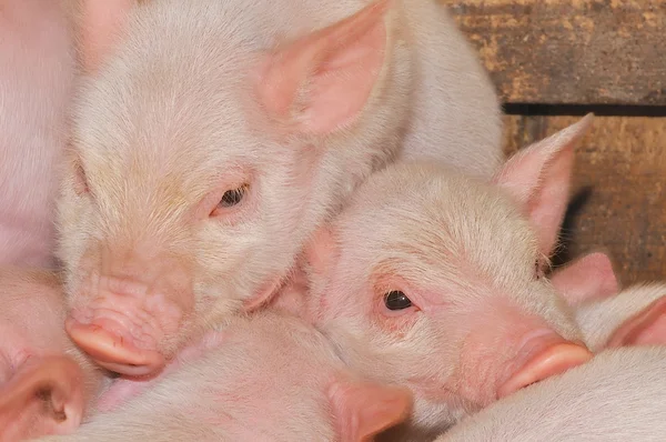 ファーム上の豚 — ストック写真