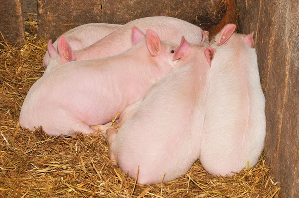 Cerdos en la granja —  Fotos de Stock