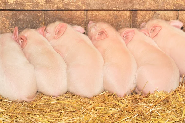 眠っている豚 — ストック写真