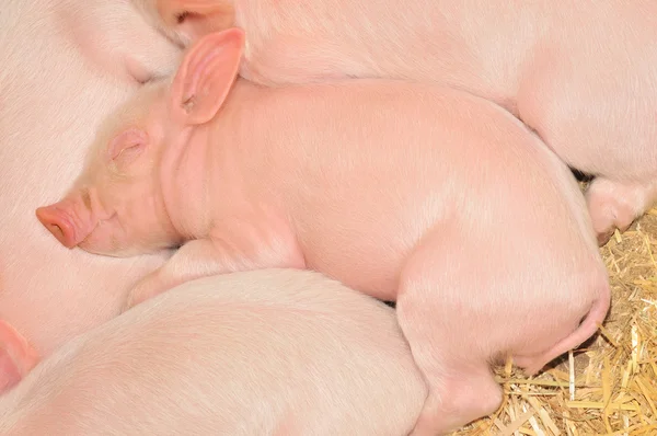 Snu świnie — Zdjęcie stockowe