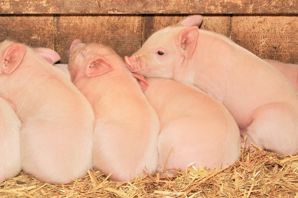 Uyuyan domuzlar — Stok fotoğraf