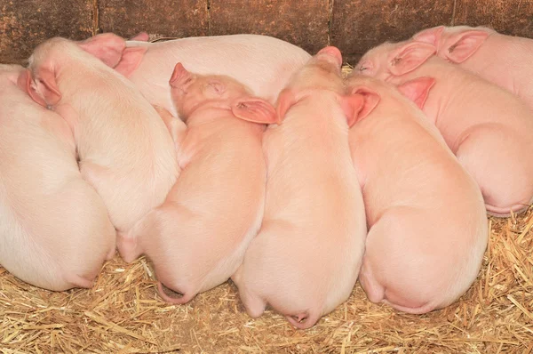 Спящие свиньи — стоковое фото