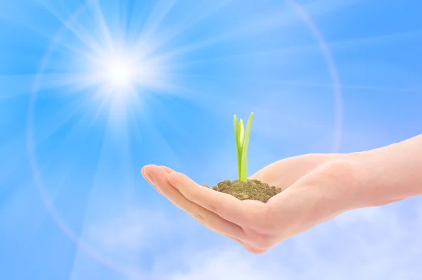 Hand holding a snowdrop sprout against blue sky — Stock Photo, Image