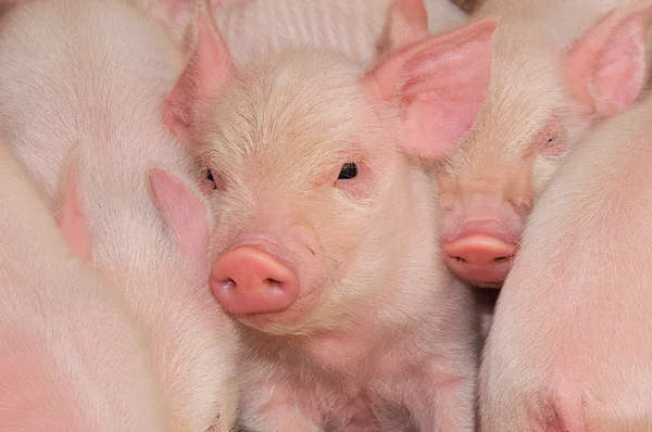 Schweine auf Bauernhof — Stockfoto