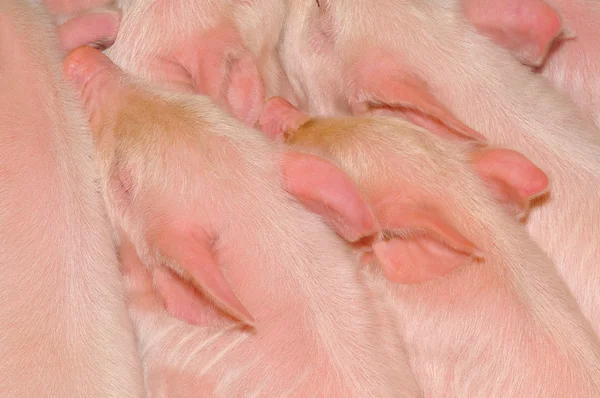 Cerdos durmientes —  Fotos de Stock