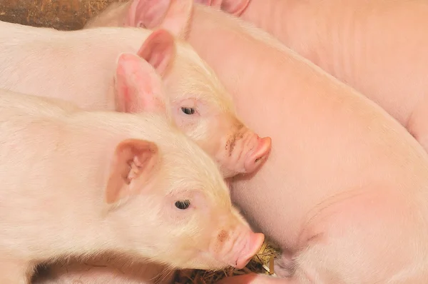 Pigs on farm — Stock Photo, Image