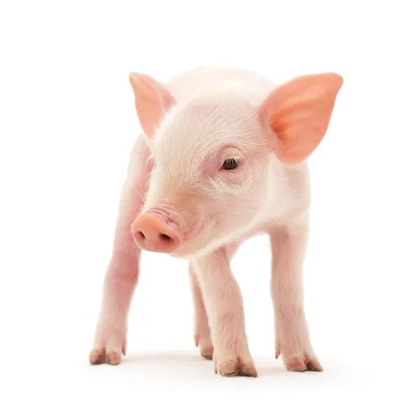 关于白猪 免版税图库图片