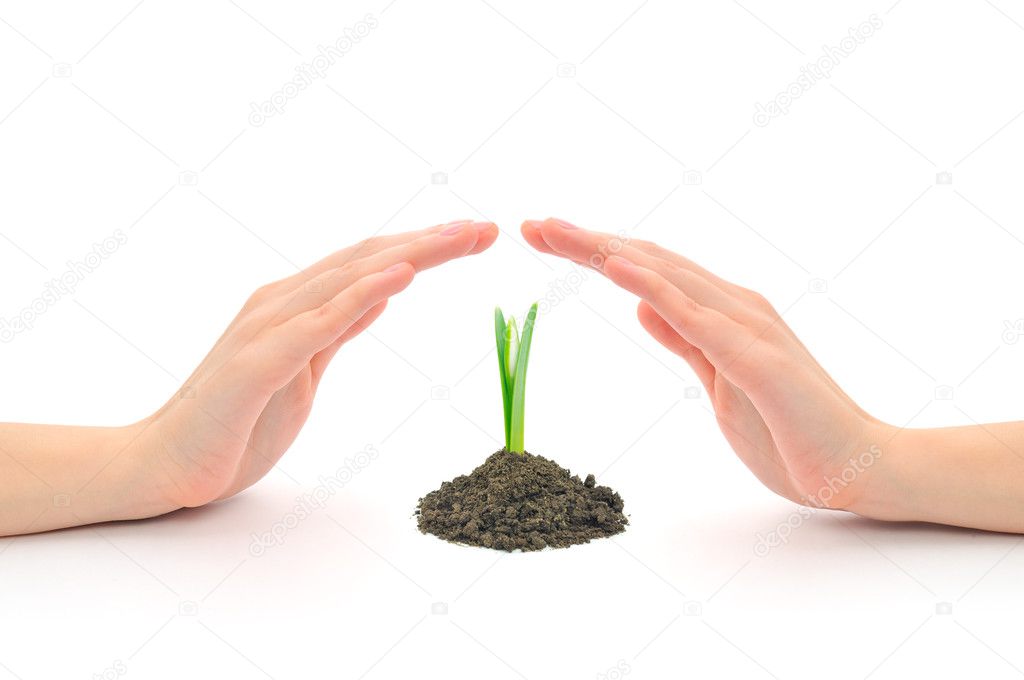 Hands sheltering a young plant