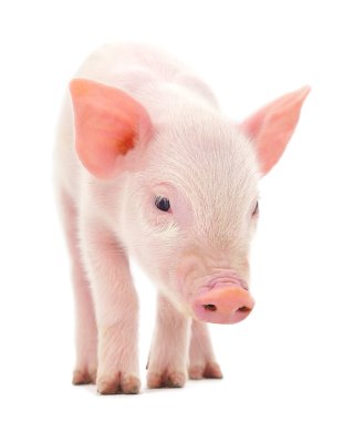 Pig on white clipart