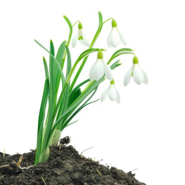 Kardelen (Galanthus nivalis) beyaz arka plan üzerinde