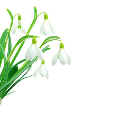 Snowdrops (Galanthus nivalis) on white background clipart