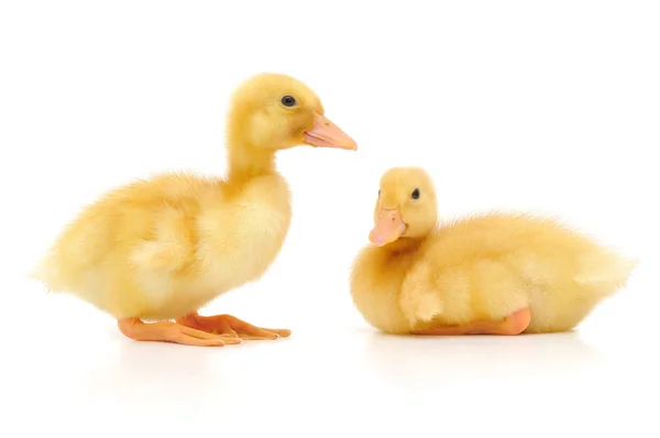 Two ducklings — Stock Photo, Image