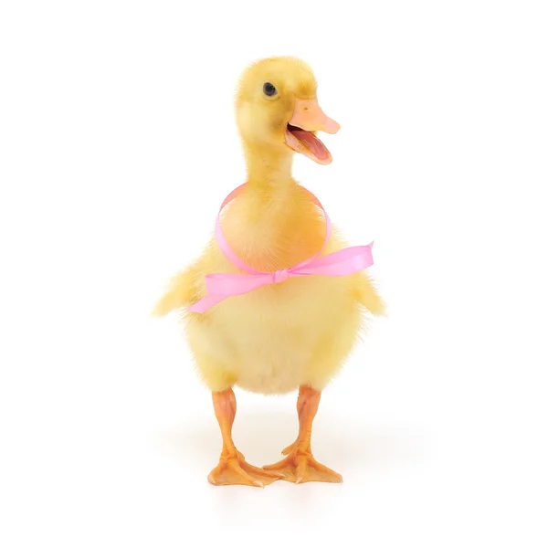 Duckling with bow — Stock Photo, Image