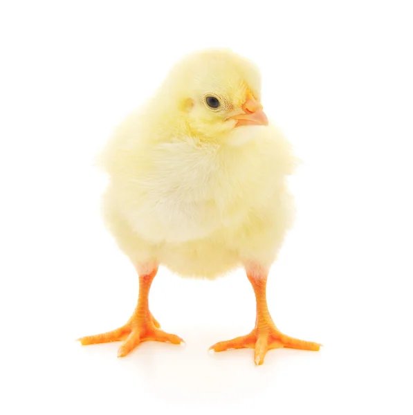 Kurczak Mały — Zdjęcie stockowe