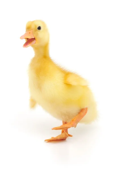 Bir ördek yavrusu — Stok fotoğraf
