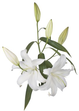 beyaz zemin üzerine çiçek Beyaz Zambak